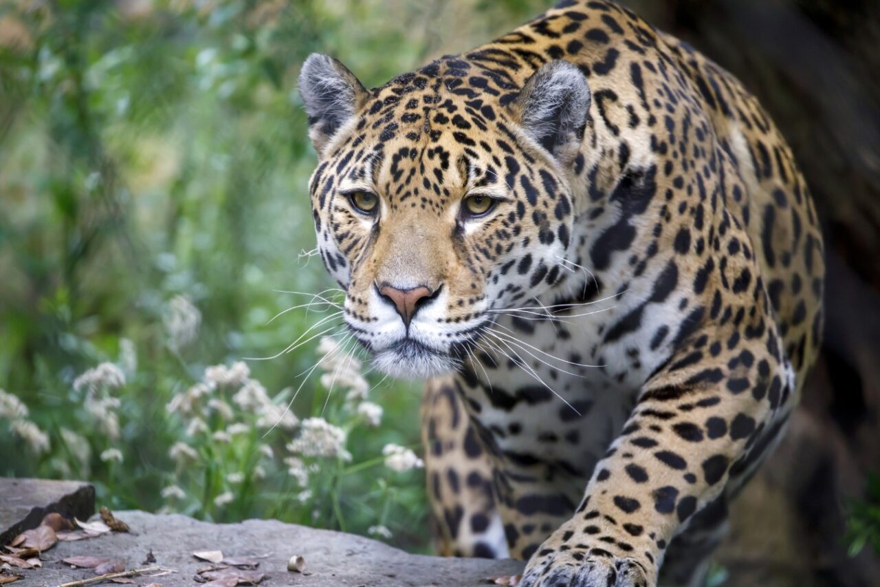 Jaguar in forest.