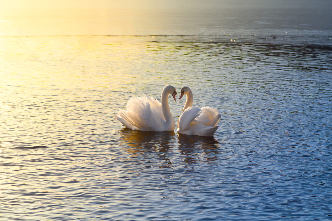 two swans forming a heart while swimming on a lake.