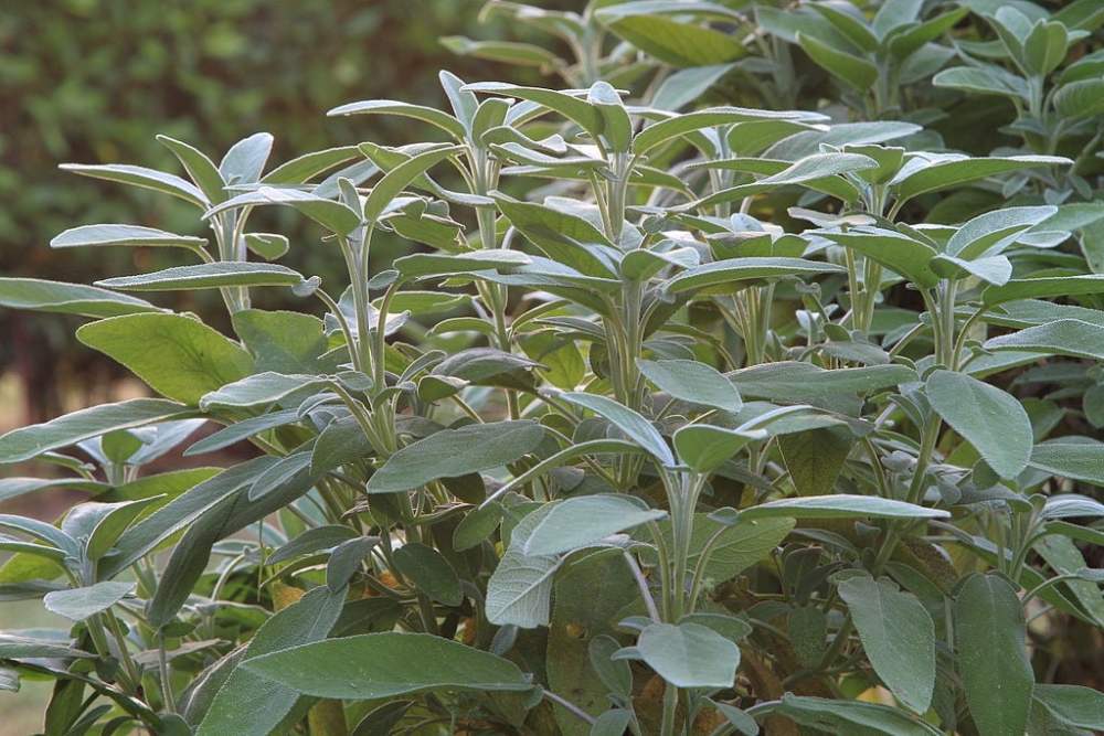 Sage plants in nature