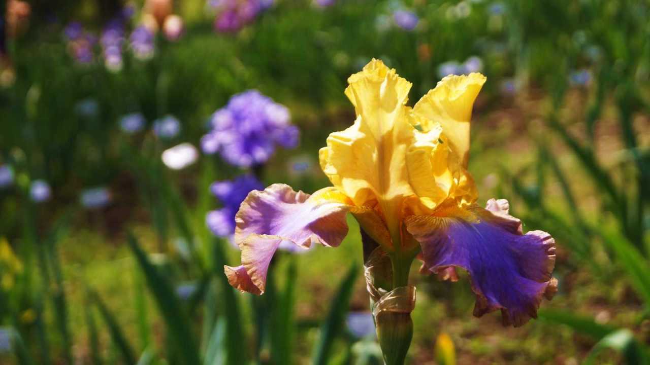 Beautiful yellow and purple iris flower in a garden.