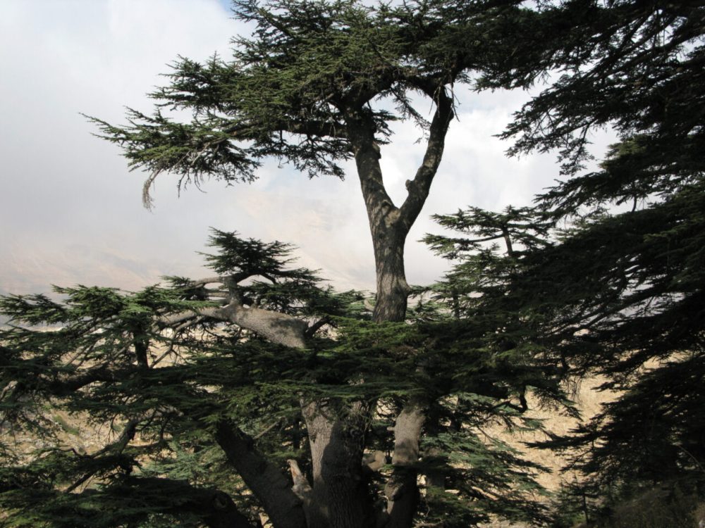 Cedar Trees against a foggy sky