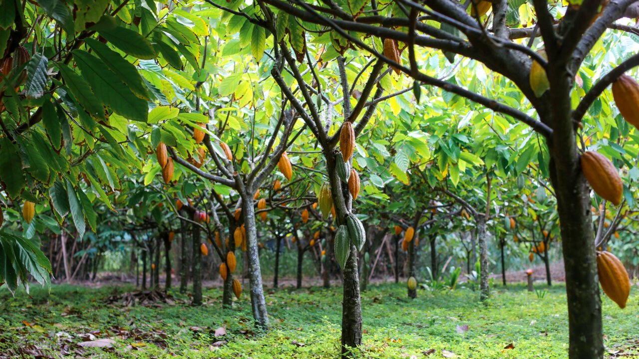 Cacao Trees.