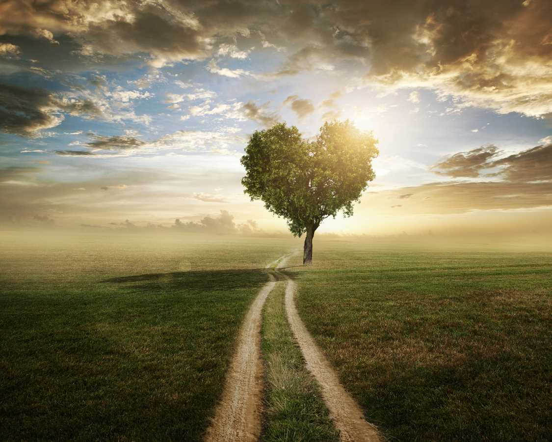 heart shaped Love Tree next to a dirt road with cloudy sky behind.