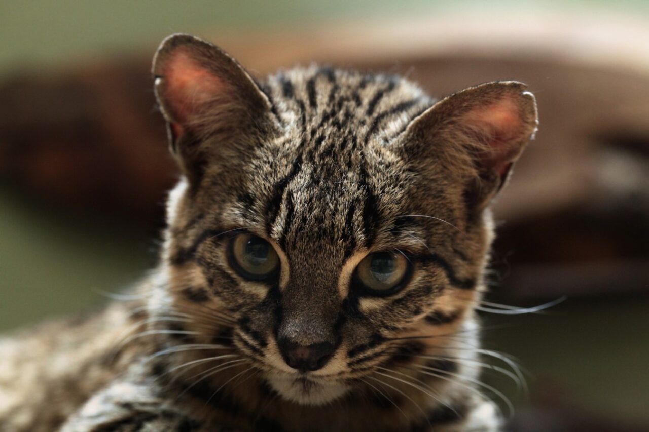 Get a Dose of Cuteness With 14 Lovely Cats Native to the Americas