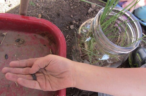 Hand holding a roly poly bug near a jar.